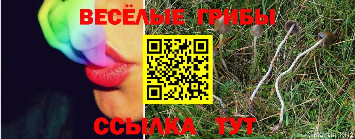 Буйнакск  Псилоцибиновые грибы прущие грибы  Псилоцибиновые грибы Psilocybine cubensis  Вход с VPN 